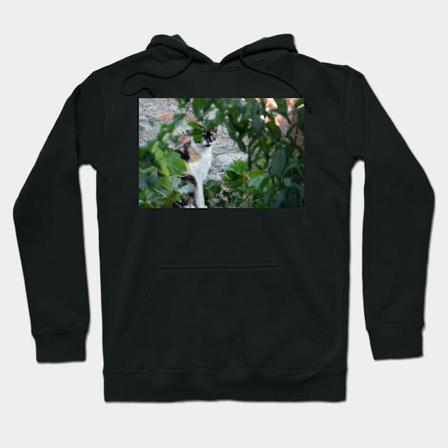 332015 calico wild thing Hoodie by pcfyi